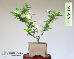 『ピラカンサ』 小品盆栽【泰寿園Online】現品 一点物 雑木 真柏 松柏 松 初心者 室内 鑑賞 趣味 卓上盆栽 盆栽鉢 グリーン 和 ギフト プレゼント ミニ盆栽 誕生日 母の日 父の日 敬老の日 記念日 お祝い 優良葉性 インテリア 2