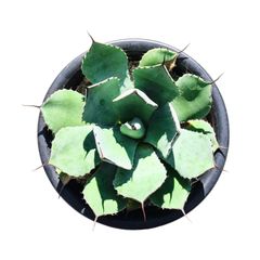 AGAVE Parryi truncata アガベ パリー トランカータ 中サイズ(7号鉢) 004