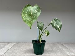 ビトロ苗 8種セット】人気 フィロデンドロンまとめ買い！無菌培養の