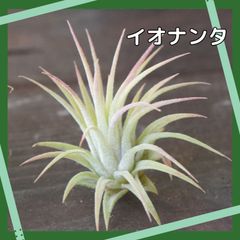 【イオナンタ】Sサイズ　エアプランツ　エアープランツ　チランジア