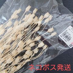 大地農園フローレンティナ 白 新品1束