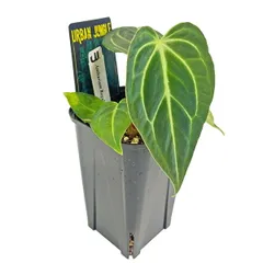 アンスリウム レガレ〈人気・稀少〉【インテリアグリーン・観葉植物・アロイド】 アンスリウム・レガレ / Anthurium Regale⑯│観葉植物 | Pay ID