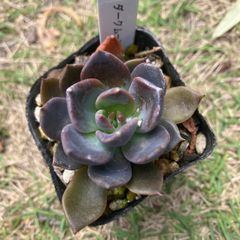 ダークムーン　抜き苗　多肉植物　モフ多肉　エケベリア