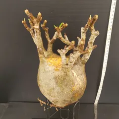 サマーセール！ 特大株 パキポディウム グラキリス ベアルート 現地株 現地球 パキポディウム グラキリス 2.5号 現地球 ベアルート 塊根植物