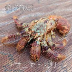 【冷凍オニヤドカリ】 約1kg 16匹