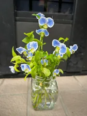 2025年最新】ツユクサ苗の人気アイテム - メルカリ