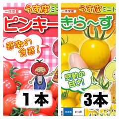 ミニトマト苗‼️薄皮ピンキー１本きらーず3本‼️