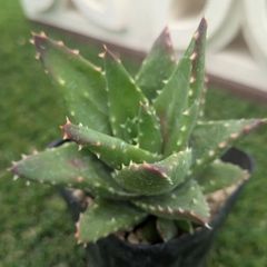 多肉植物アロエ属　不夜城