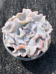 な*★様 U546　花団錦　土鉢付き　24鉢　多肉植物 エケベリア 韓国苗 サボ 限定特価 超人気商品【1鉢の土鉢付きセット】花団錦！ 多肉植物