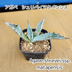 【抜き苗発送】アガベ　シュリベイマタペンシス　Agave shrevei ssp. matapensis　2025.4.11Asm2