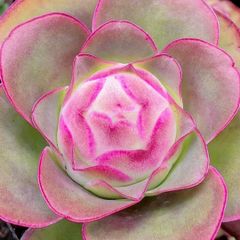 SALE❣️多肉植物　グリーノビア　パルマ  抜き苗　1株