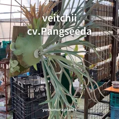 2026年最新】コロナリウムの人気アイテム - メルカリ