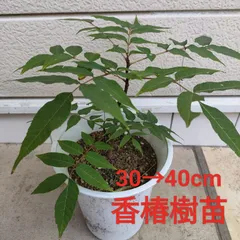 信州産　タラの芽苗木 楽天市場】タラの木 苗の通販