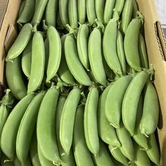豊橋産　スナップエンドウ（スティックサラダ) 500gx1ケース 国産　塩ゆでで美味しい！マヨネーズをつけて、おつまみにどうぞ！