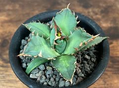 Agave/アガベ  チタノタ/姫厳竜 コンパクター 強棘 発根済  送料込み ②