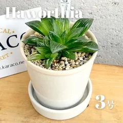 2025年最新】多肉植物 錦 斑入りの人気アイテム - メルカリ 