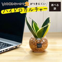 観葉植物 ハイドロカルチャー サンスベリア オレンジゼオライト 土を使わない ミニ 観葉 母の日 初心者 小さい おしゃれ 開店祝 風水 卓上 玄関 インテリア リビング 送料無料