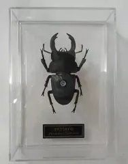 2025年最新】ディアゴスティーニ 世界の昆虫の人気アイテム - メルカリ