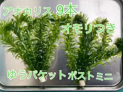 2026年最新】アナカリスの人気アイテム - メルカリ