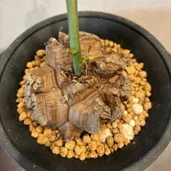 2025年最新】亀甲竜の人気アイテム - メルカリ