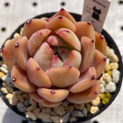 チェリーブロッサム　多肉植物　エケベリア　韓国苗