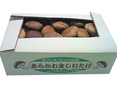 あらかわ生シイタケ　５００g×1箱　産地直送　送料無料　特選特大サイズ　菌床シイタケ　肉厚しいたけ　地域特産品　新潟県特産　お取り寄せ　ギフト　まとめ売り　しいたけ　野菜　お歳暮・お中元　贈り物