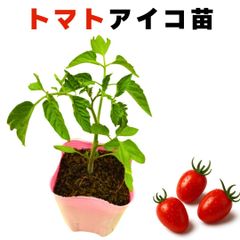 ミニトマト アイコ 苗 実生苗 甘い 販売 プランター 初心者でも育てやすい 家庭菜園 病気に強い 農場直送 9cmポット (1個)