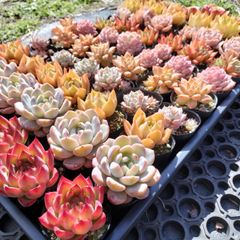 多肉植物　葉挿しセット