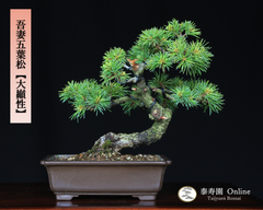 吾妻五葉松【大巓性】ダイテンショウ 実生 小品盆栽【泰寿園 Online】現品 一点物 盆栽 松柏 室内 鑑賞 趣味 卓上盆栽 盆栽鉢 グリーン 和 ギフト プレゼント 贈答品 ミニ盆栽 誕生日 母の日 父の日 敬老の日 記念日 お祝い 49