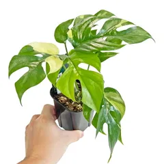 2025年最新】monstera alboの人気アイテム - メルカリ