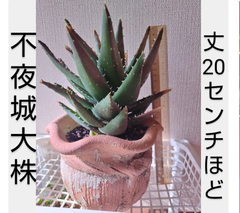 アロエ 不夜城 立派な大株 丈20cmほど