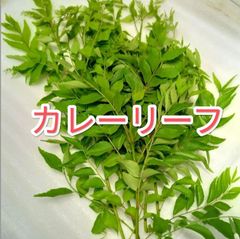 カレーリーフ　沖縄産　fresh Curry Leaves