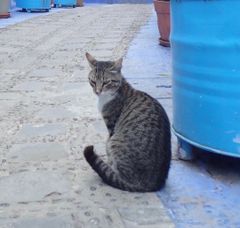 べ*ー様 【正規品】10BOX CNPトレカ 小さな革命、次元の来訪者 クリプト 未開封品】CNPトレカ小さな革命次元の来訪者 カートン 10BOX+