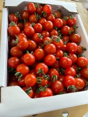 1/31まで！クーポンご利用ください！熊本県産ミニトマト２ｋｇ