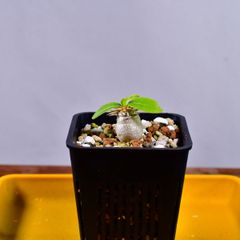 3P9 実生 var. eburneum パキポディウム エブレネウム コーデックス 塊根植物 パキポディウムエブレネウム