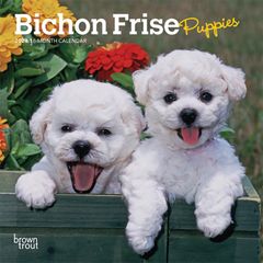 【輸入版】2024年 子犬のビション・フリーゼ ミニ カレンダー / ブラウントラウト  (Bichon Frise Puppies)