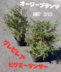 オージープランツ　グレビレア　ピグミーダンサー　全高約70cm‼️