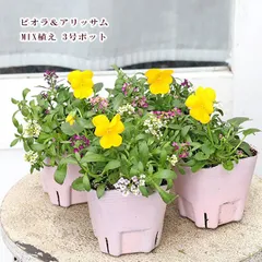 2025年最新】カラフルアリッサムの人気アイテム - メルカリ