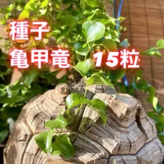 種子　亀甲竜　15粒のサムネイル