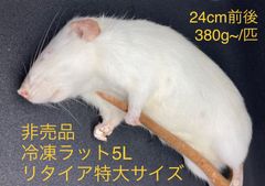 冷凍ラットアダルト5L・6Lリタイア特大サイズ2匹入@送料無料！