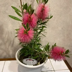 金宝樹　カリステモン❤️ブラシの木　パースピンク　5号鉢のサムネイル