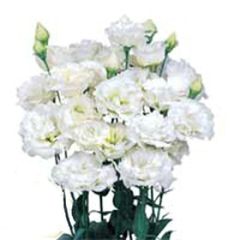 【花の種】ユーストマ　トルコキキョウ　ボヤージュ１型ホワイト　２５粒　ペレット
