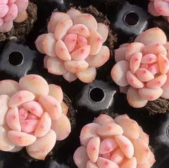専用　23 アリエル錦　大きめ　サービス品　抜き苗　多肉植物　韓国苗 専用 23 アリエル錦 大きめ サービス品 抜き苗 多肉植物 韓国苗