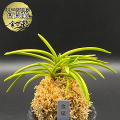 富貴蘭 錦織 2仔付き ルビー根 メルカリ便 - メルカリ