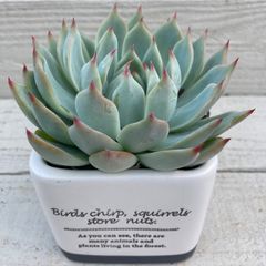 大和美尼 抜き苗 エケベリア - メルカリ