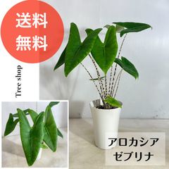 【観葉植物】　アロカシア ゼブリナ　【送料無料】 セブリナ 15cmプラ鉢 高さ0.6ｍ(鉢込み) 幅0.5ｍ ゼブラ アロカシア カラーリーフ インテリア 観葉植物