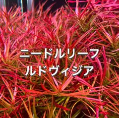 ニードルリーフルドヴィジア　10本