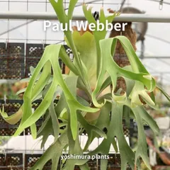 2026年最新】RYDEEN ビカクシダの人気アイテム - メルカリ