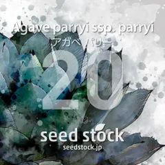 2月入荷 700粒+ パリー トランカータ 種 種子 証明書あり30 2月入荷 700粒+ パリー トランカータ 種 種子 証明書あり30