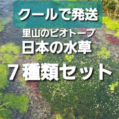 里山のビオトープ　稀少な在来種の水草７種類セット　【アナカリス　も販売中】